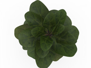 ficus lyrata in ceramic pot Model 3D