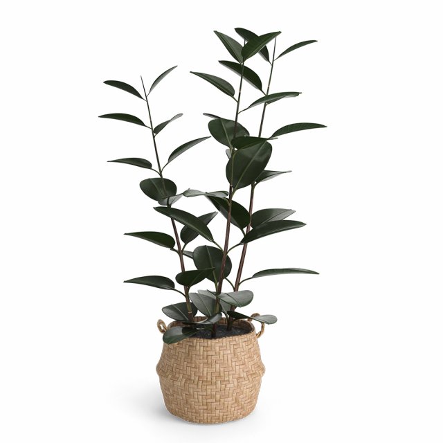 rubber plant in eiseyen basket 3D मॉडल .c4d .max .obj .3ds .fbx .stl .blend 
