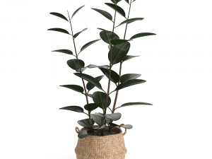 rubber plant in eiseyen basket Model 3D