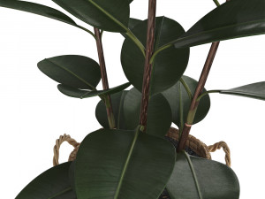 rubber plant in eiseyen basket 3D मॉडल