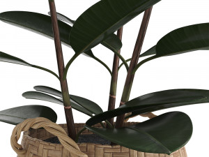 rubber plant in eiseyen basket 3D मॉडल