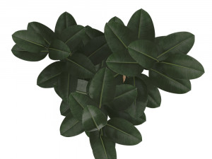 rubber plant in eiseyen basket 3D मॉडल