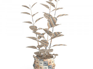rubber plant in eiseyen basket 3D मॉडल