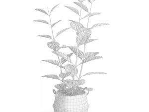 rubber plant in eiseyen basket 3D मॉडल