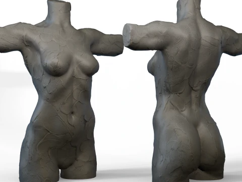 Торс женский 3D Модель