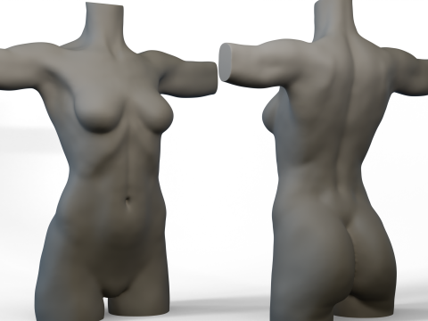 Torso Female 3D Model