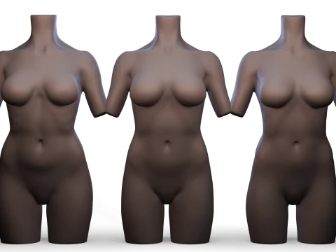 Torso 3D Model