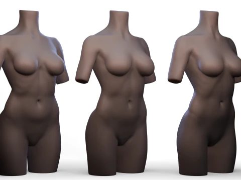 Torso 3D Model