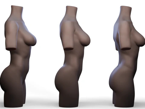 Torso 3D Model