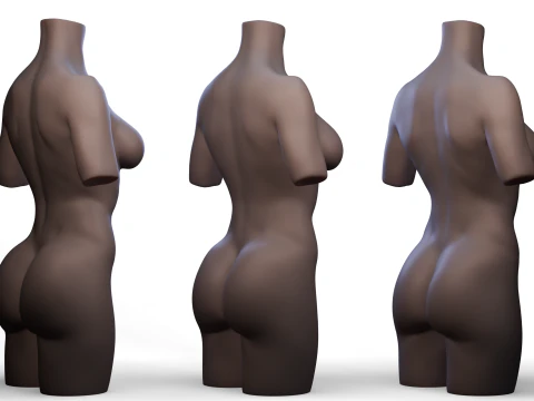 Torso 3D Model