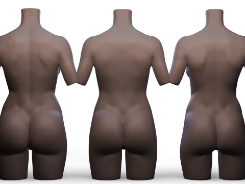 Torso 3D Model