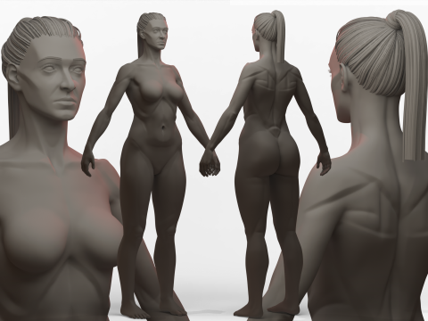 Female Ecorche Basemesh 3Dモデル