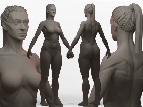 Женская базовая сетка Ecorche 3D Модель