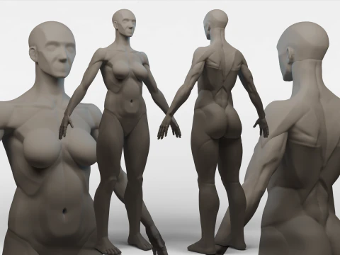 Экорче Женский 3D Модель