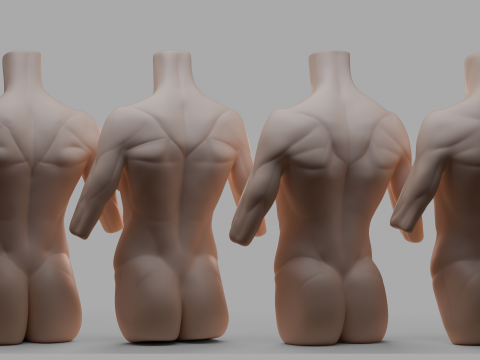Female Torso 3Dモデル