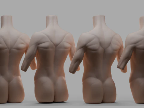 torso femenino Modelo 3D