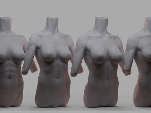 torso femenino Modelo 3D
