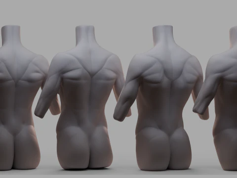 torso femenino Modelo 3D