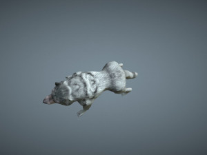 wolf low poly Modèle 3D