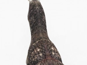 carnotaurus dinosaur 3D Model