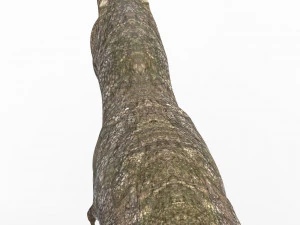 giganotosaurus dinosaur 3D Model