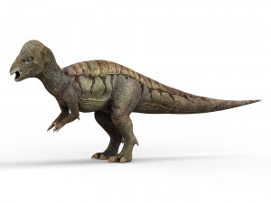 pachycephalosaurus dinosaur 3D Model