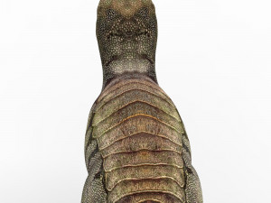 pachycephalosaurus dinosaur 3D Model