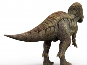 pachycephalosaurus dinosaur 3D Model