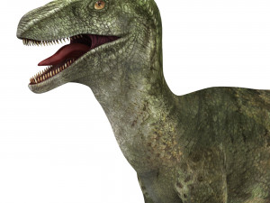 velociraptor dinosaur 3D 模型
