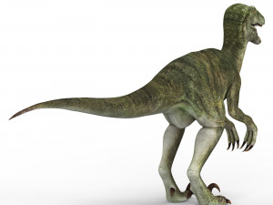 velociraptor dinosaur 3D मॉडल