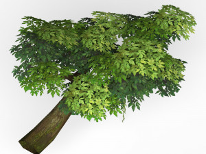 game ready fantasy tree 08 Modèle 3D