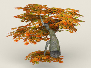 low poly maple tree 08 Model 3D