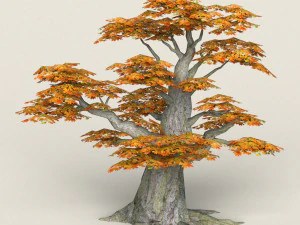 albero di acero low poly 09 Modello 3D