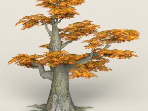 low poly maple tree 11 3D Model