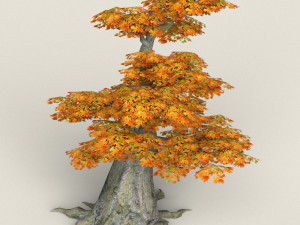 low poly maple tree 11 3D Model