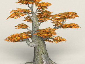 low poly maple tree 11 3D Model