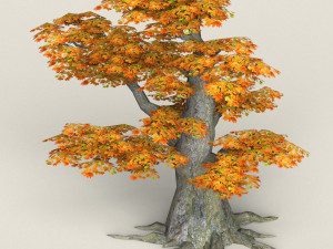 low poly maple tree 11 3D Model