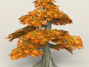 low poly maple tree 12 3D Model