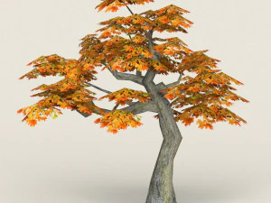 low poly maple tree 13 3D Model