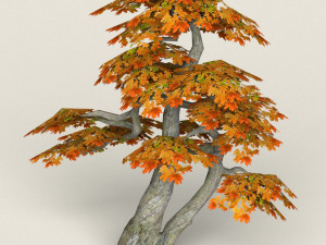 low poly maple tree 14 3D 모델