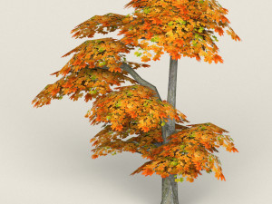 low poly maple tree 15 3D Model