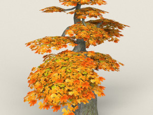 low poly maple tree 16 Model 3D