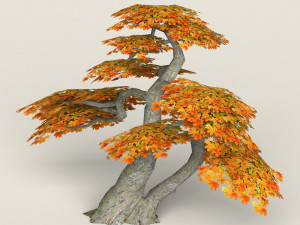 low poly maple tree 16 Model 3D