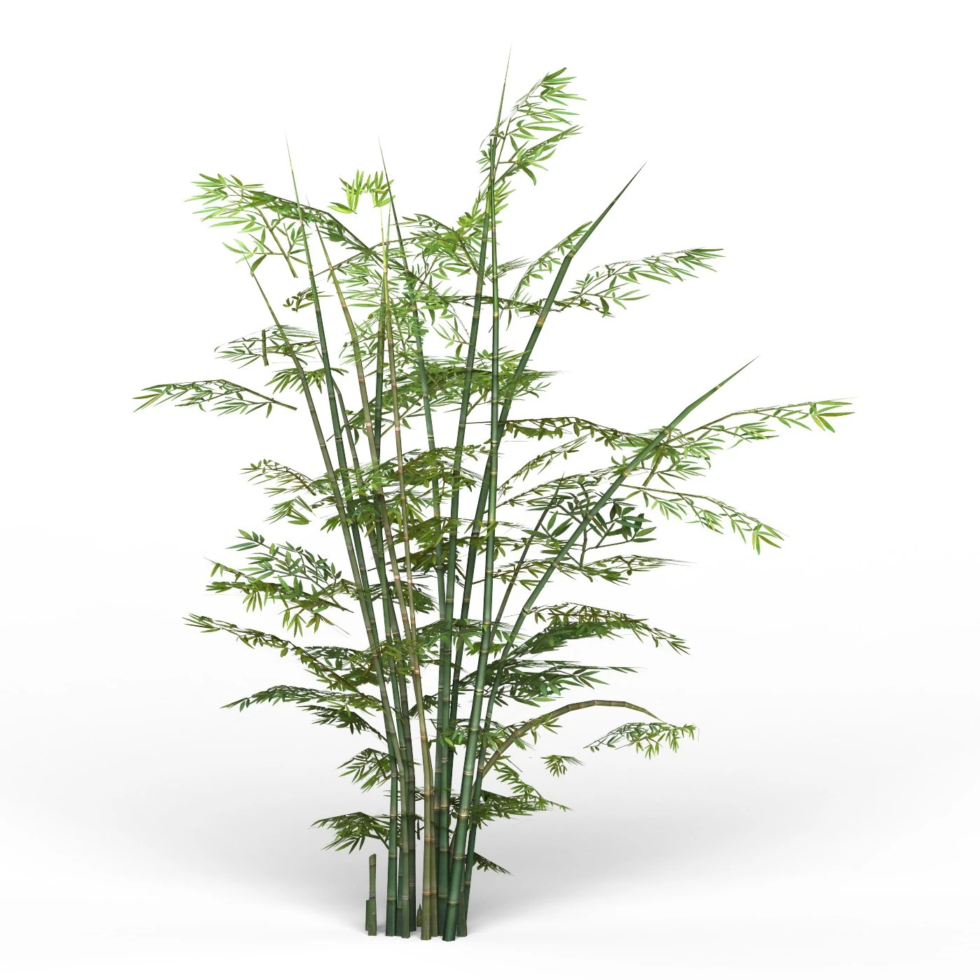 bamboo tree 01 3D Model .c4d .max .obj .3ds .fbx .stl .blend