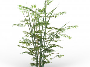 bamboo tree 01 3D मॉडल
