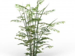 albero di bambù 01 Modello 3D
