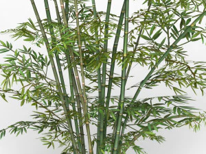 bamboo tree 01 3D Model