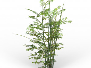 bamboo tree 01 3D 模型