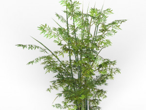 bamboo tree 01 3D 模型
