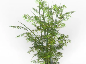 bamboo tree 01 3D Model